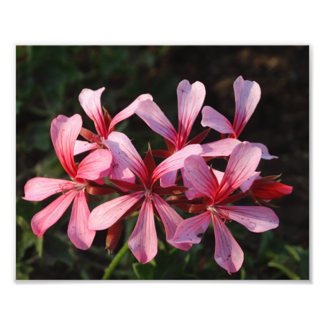 Foto Flores Rosa Brilham Impressão de Papel Fotográfico (Frente)