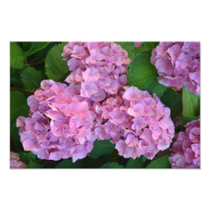 Foto Flores rosa pastel Hortensia hydrangea
