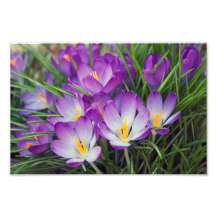 Foto Flores Roxas de Crocus em Primavera