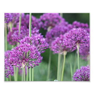 Foto Flores roxas do allium
