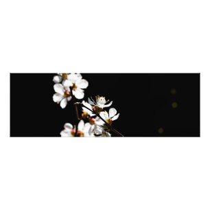 Foto Flores Sakura