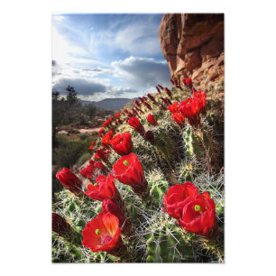 Foto Flores selvagens - Grand Canyon - Arizona
