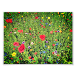 Foto Flores selvagens Papel profissional fotográfico (S