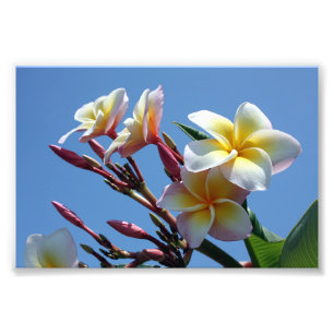 Foto Flores Showy do Frangipani do Plumeria
