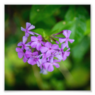 Foto Flores silvestres