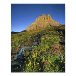 Foto Flores silvestres alpinas & Mt Clements em Logan P