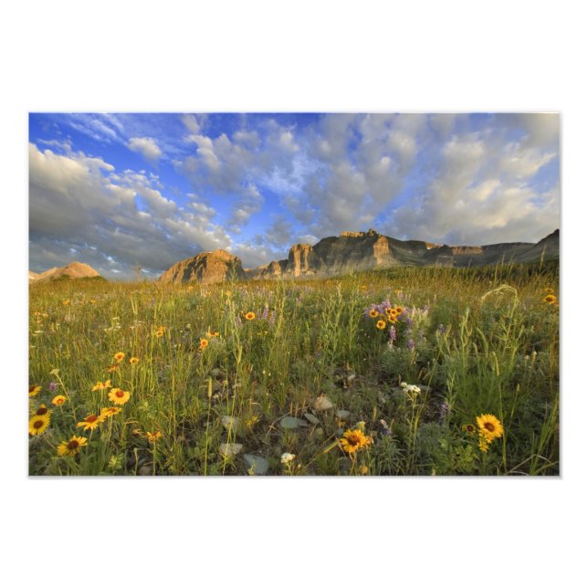 Foto Flores silvestres da pradaria em Windy Creek no Ma (Frente)