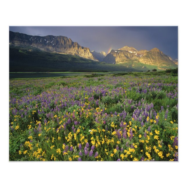 Foto Flores silvestres da pradaria preenchem a pradaria (Frente)