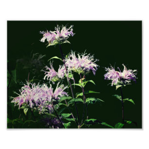Foto Flores Silvestres de Bálsamo Roxo 8x10