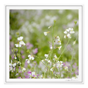 Foto Flores Silvestres Delicadas, brancas e rosas. por