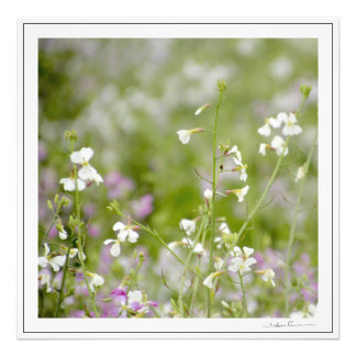 Foto Flores Silvestres Delicadas, brancas e rosas. por