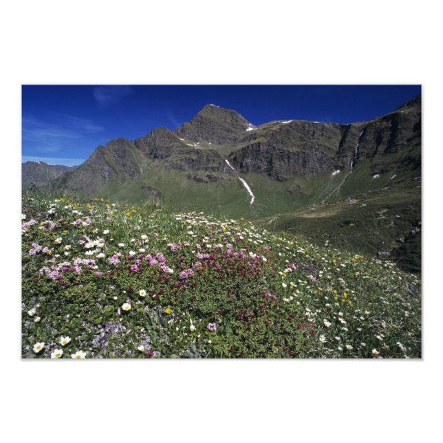 Foto Flores silvestres, florescendo, Alpes, Suíça (Frente)