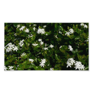 Foto Flores Tropicais De Jasmine