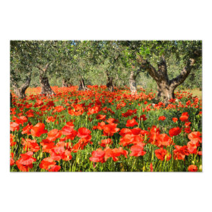Foto Flores vermelhas da papoila sob oliveiras velhas