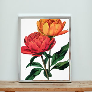 Foto Flores Vermelhas e Laranja Vibrantes