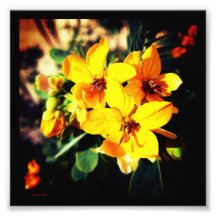 Flores Vibrantes