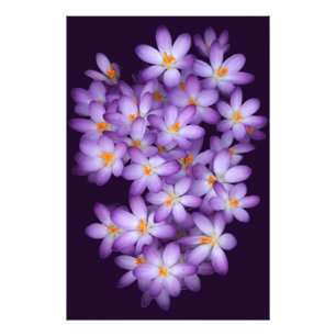 Foto  Flores Violetas  