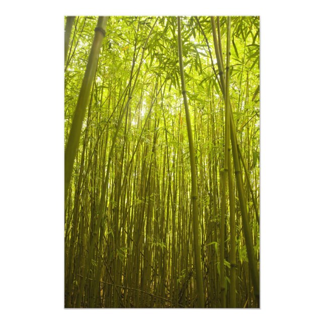 Foto Floresta de bambu perto da trilha Waikamoi Ridge,  (Frente)
