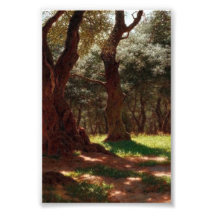 Foto Floresta de Oliveiras em Cap Saint Martin
