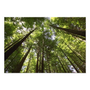 Foto Floresta de Redwood, Rotorua, Nova Zelândia