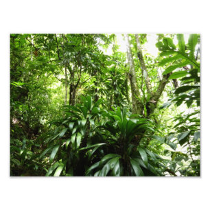 Foto Floresta Dominicana I Natureza Verde Tropical