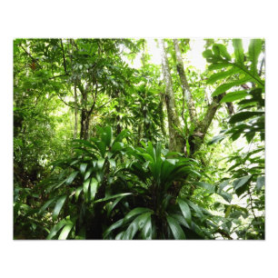 Foto Floresta Dominicana I Natureza Verde Tropical