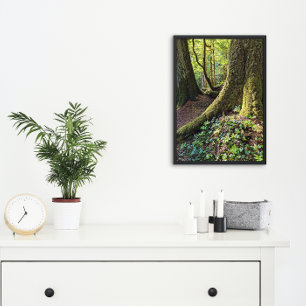 Foto Floresta Evergreen Esmagadora Natureza