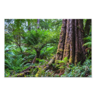 Foto Floresta tropical no Parque Nacional de Otway, Exc