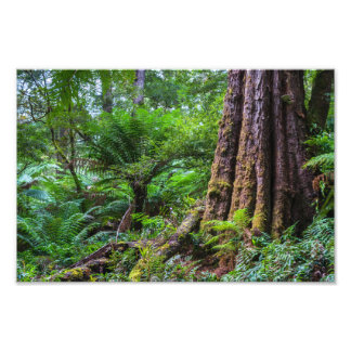 Foto Floresta tropical no Parque Nacional de Otway, Exc