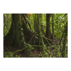 Foto Floresta Tropical, Rio Mapari Norte Rupununi,