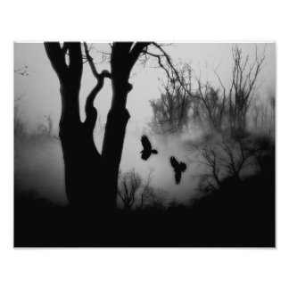 Foto Florestas Misteriosas Escuras