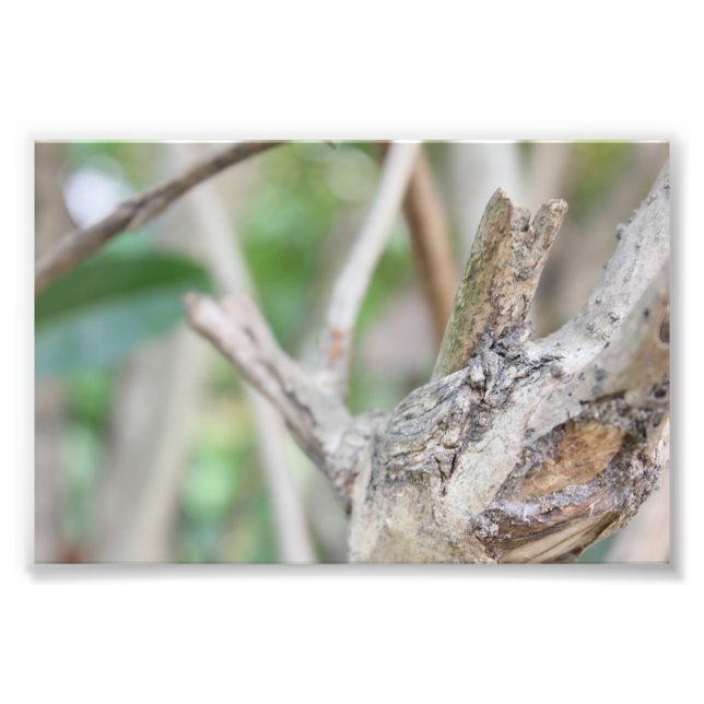 Foto Florestas secas (Frente)