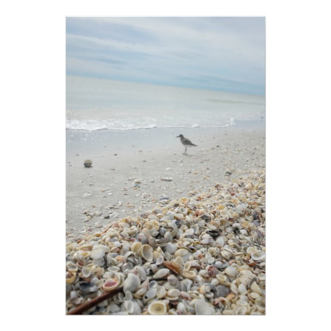 Foto Flórida Shells na Praia (Frente)
