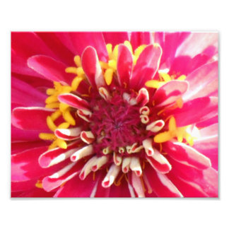 Foto Flower Center Closeup