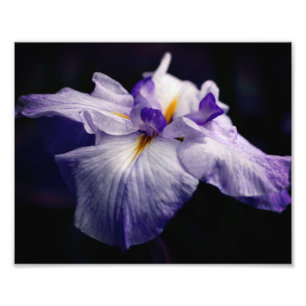 Foto Flower Iris Japonês Intenso Fechar 8x10