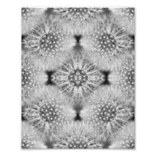 Foto Fluffy White Dandelions Abstrato Natureza 8x10