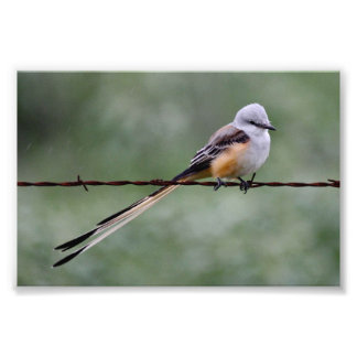 Foto Flycatcher de cauda-tesoura amarrada em arame farp