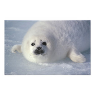 Foto Foca da Groenlândia Phoca groenlandica) Uma foca d