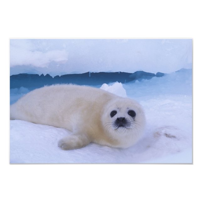Foto Foca Harpa América do Norte, Canadá, Quebec (Frente)