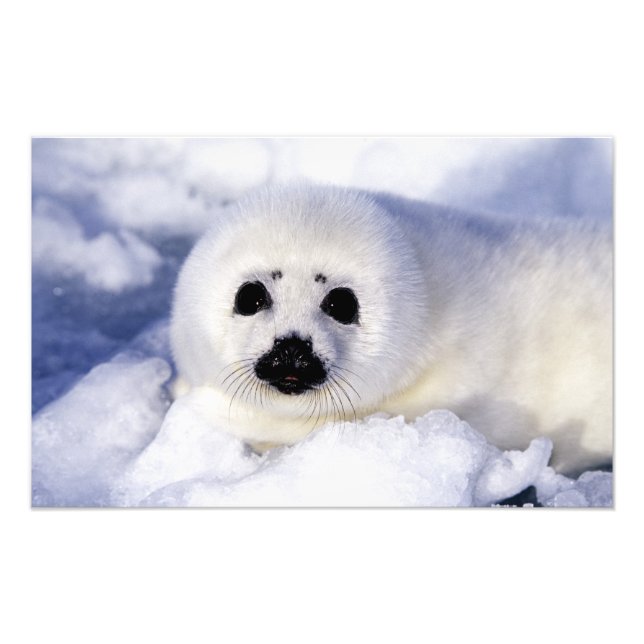 Foto Foca harpa filhote gelo Golfo de São Lourenço, (Frente)