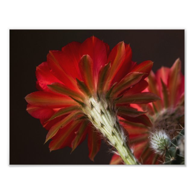 Foto Fogo por aí (Frente)