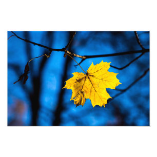 Foto Folha Amarelo no Azul