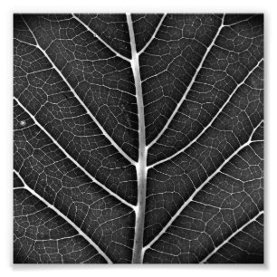 Foto Folha brilhante em preto e branco close-up