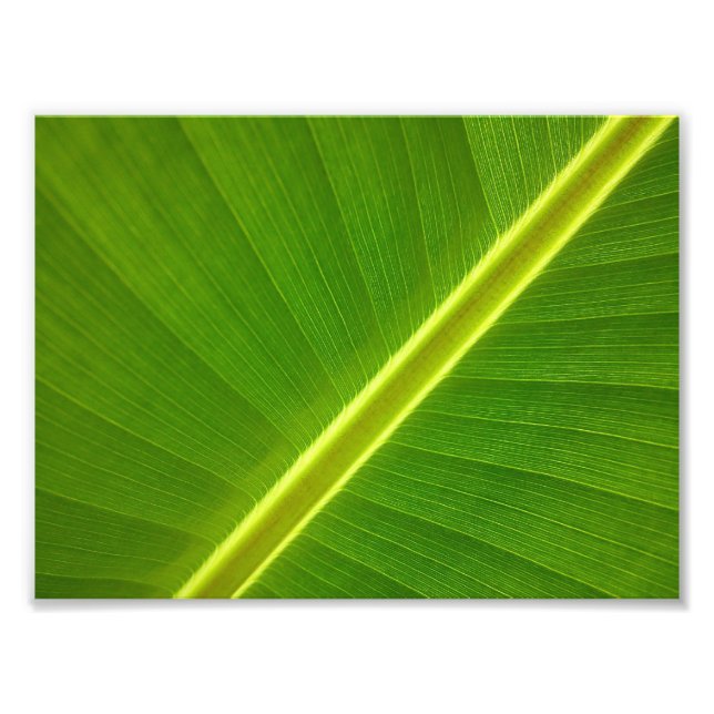 Foto Folha de Banana Macro (Frente)