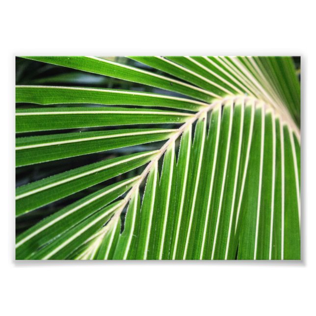 Foto Folha de Palma Verde abstrato (Frente)