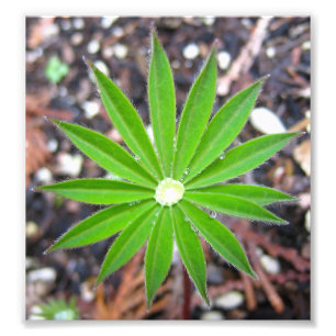 Foto Folha do Lupin