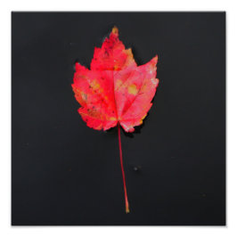 Foto Folha vermelha do tronco longo