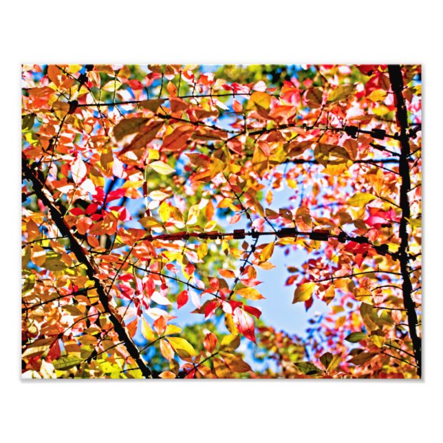 Foto Folhas (Frente)