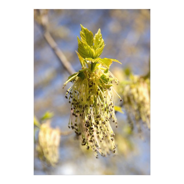 Foto Folhas bonitas em primavera (Frente)