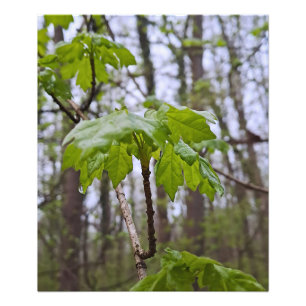 Foto Folhas da Floresta Após Chuva – Natureza Selvagem 